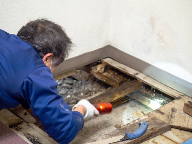 Best Emergency Mold Removal  in Hoyt Lakes, MN