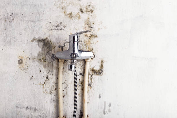 Best Toxic Mold Removal  in Hoyt Lakes, MN