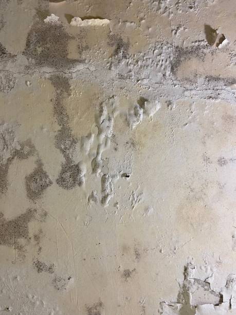 Best Black Mold Removal  in Hoyt Lakes, MN