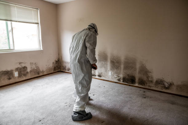 Best Crawl Space Mold Removal  in Hoyt Lakes, MN