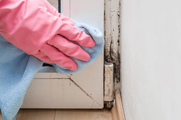 Best Residential Mold Removal  in Hoyt Lakes, MN