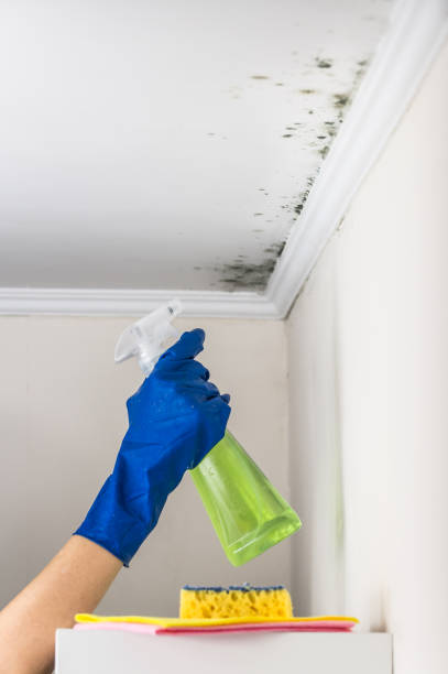 Office Mold Removal Services in Hoyt Lakes, MN